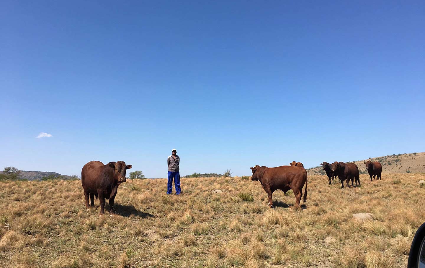 South Africa's Suidlanders