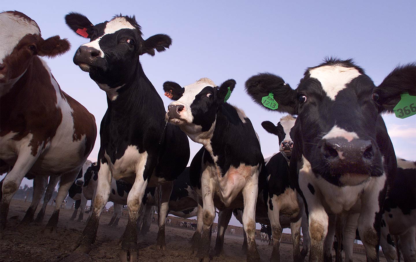 The Breathtaking Lack of Oversight for Air Emissions From Animal Farms