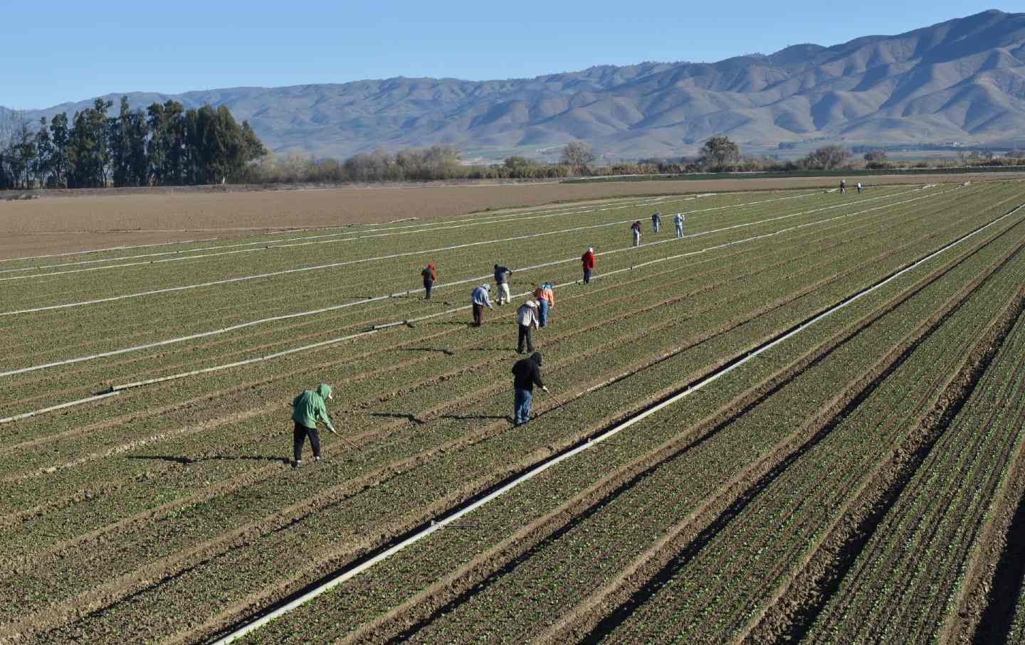 Agricultural workers