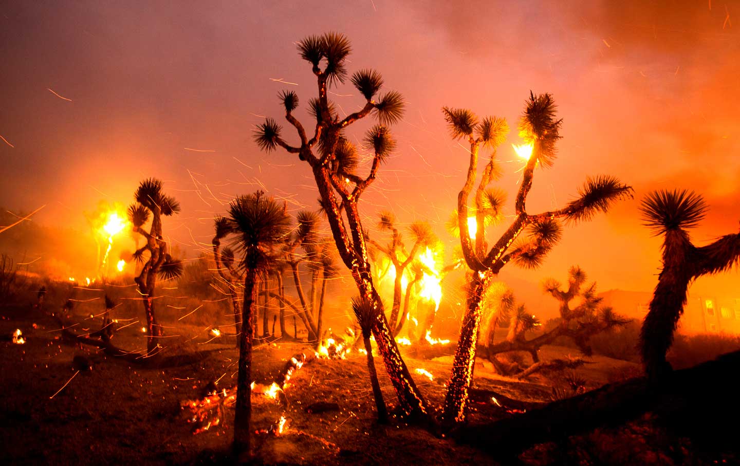 California’s Desert Ecosystems Will Never Recover