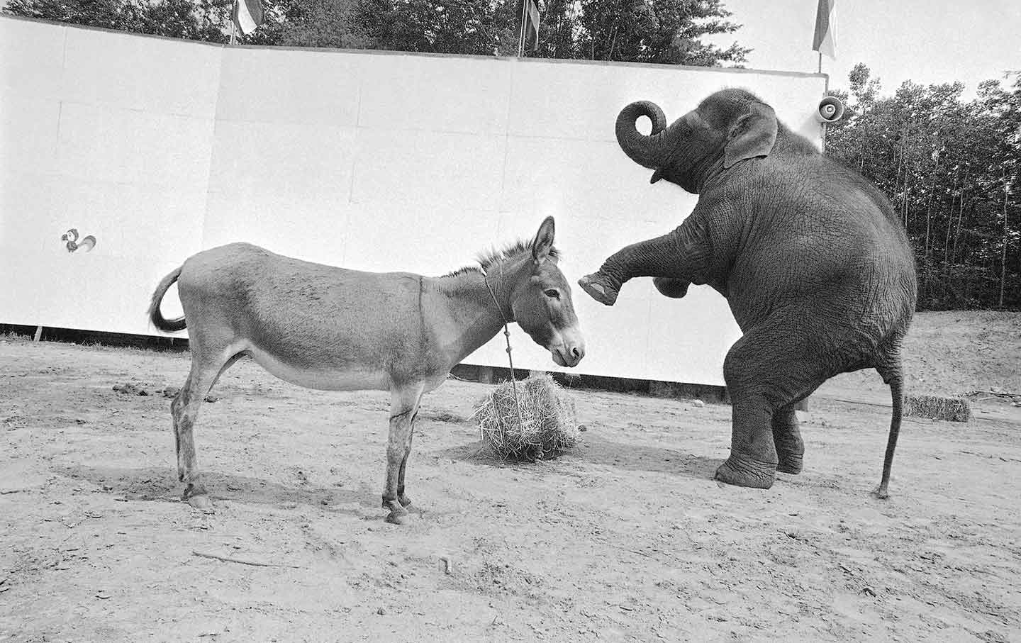 Lemann-Donkeys&Elephants-AP_img