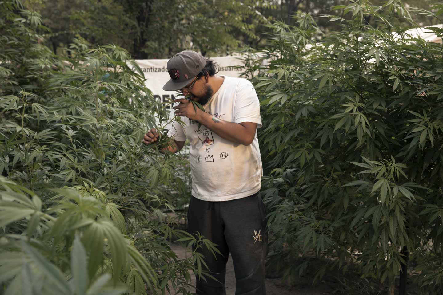 Mexico marijuana legalization