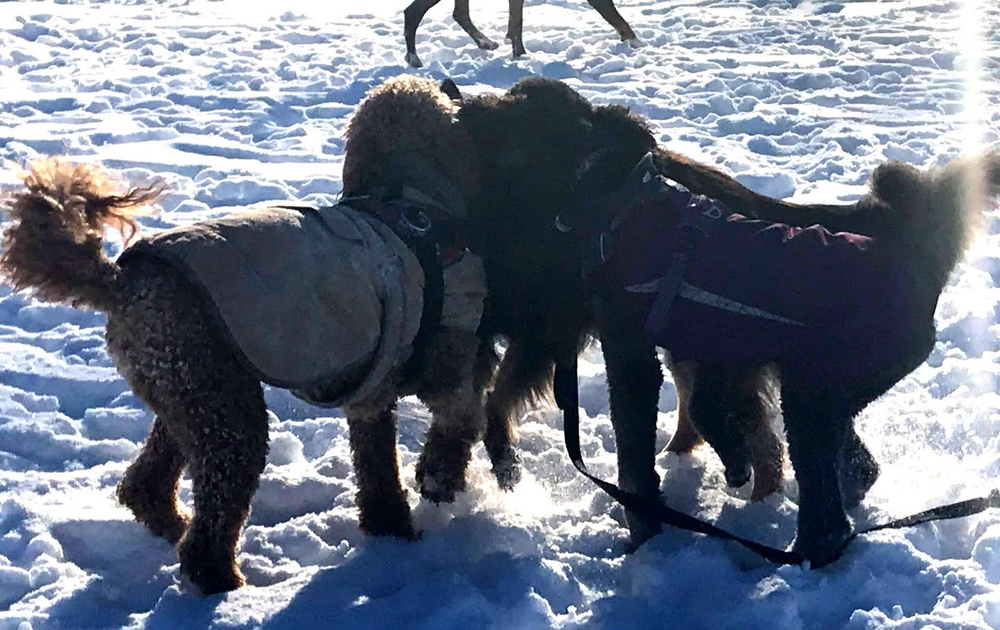 Dogs in the Snow