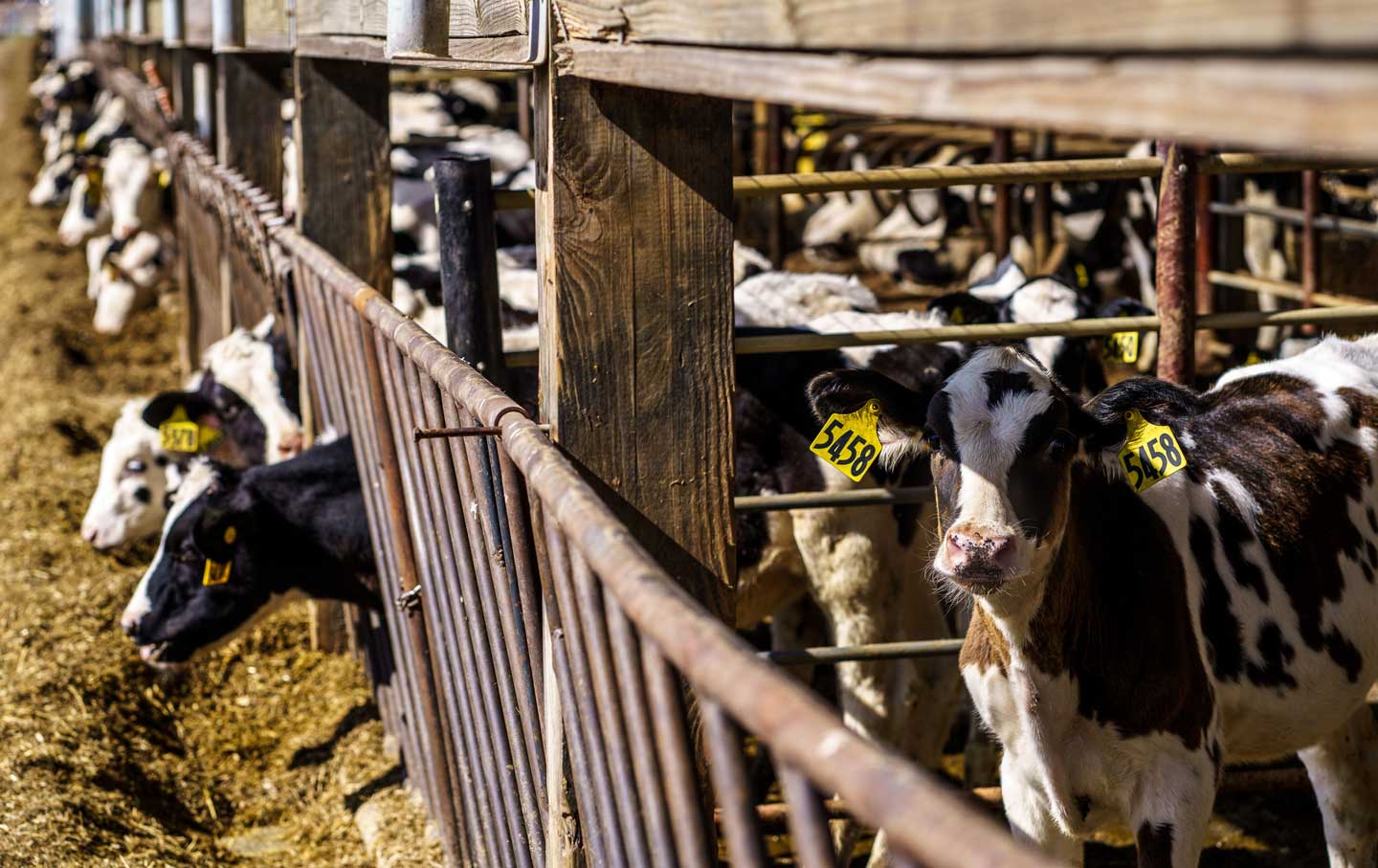 Wisconsin Cows