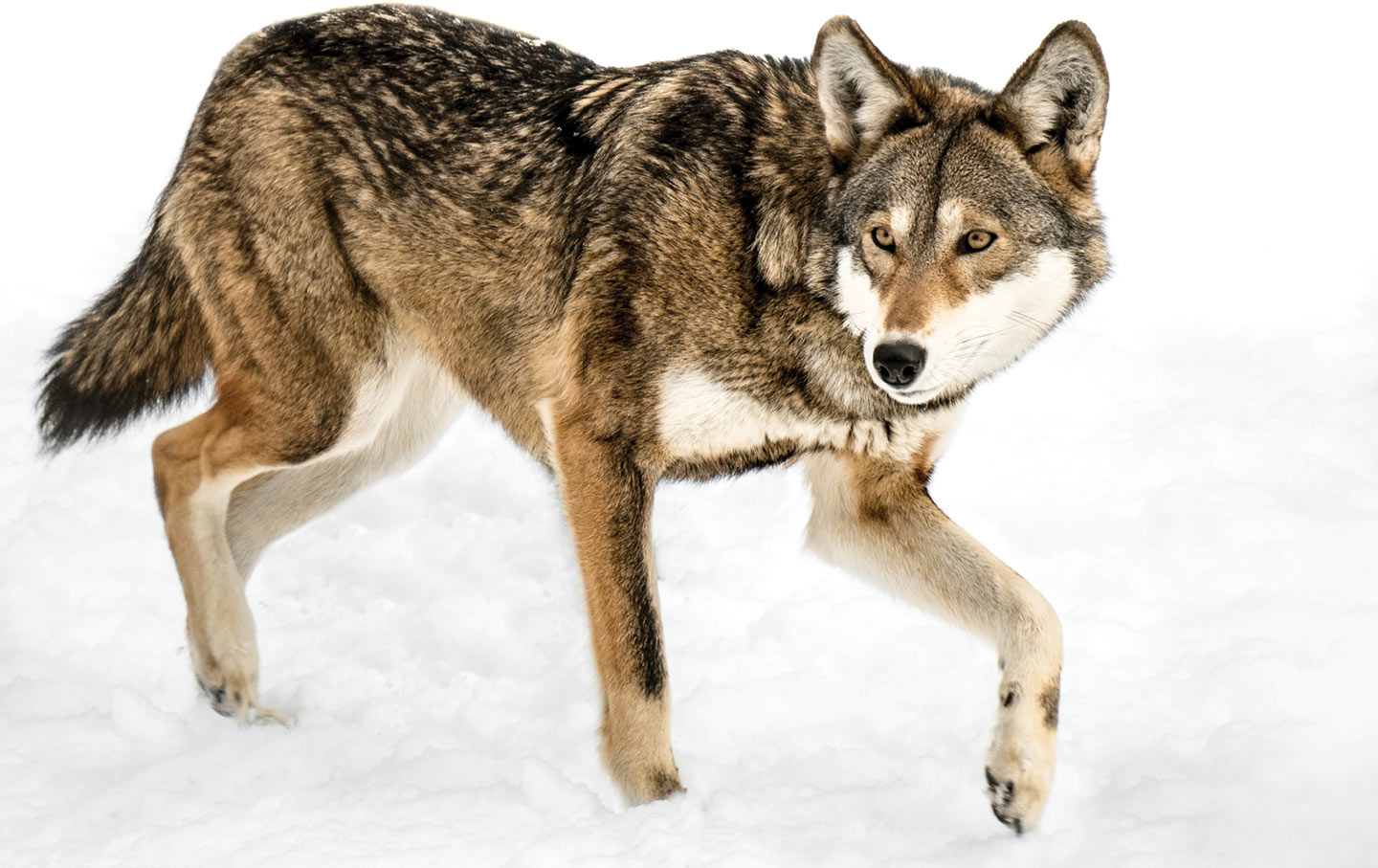 The Collapse of Wild Red Wolves Is a Warning That Should Worry Us All