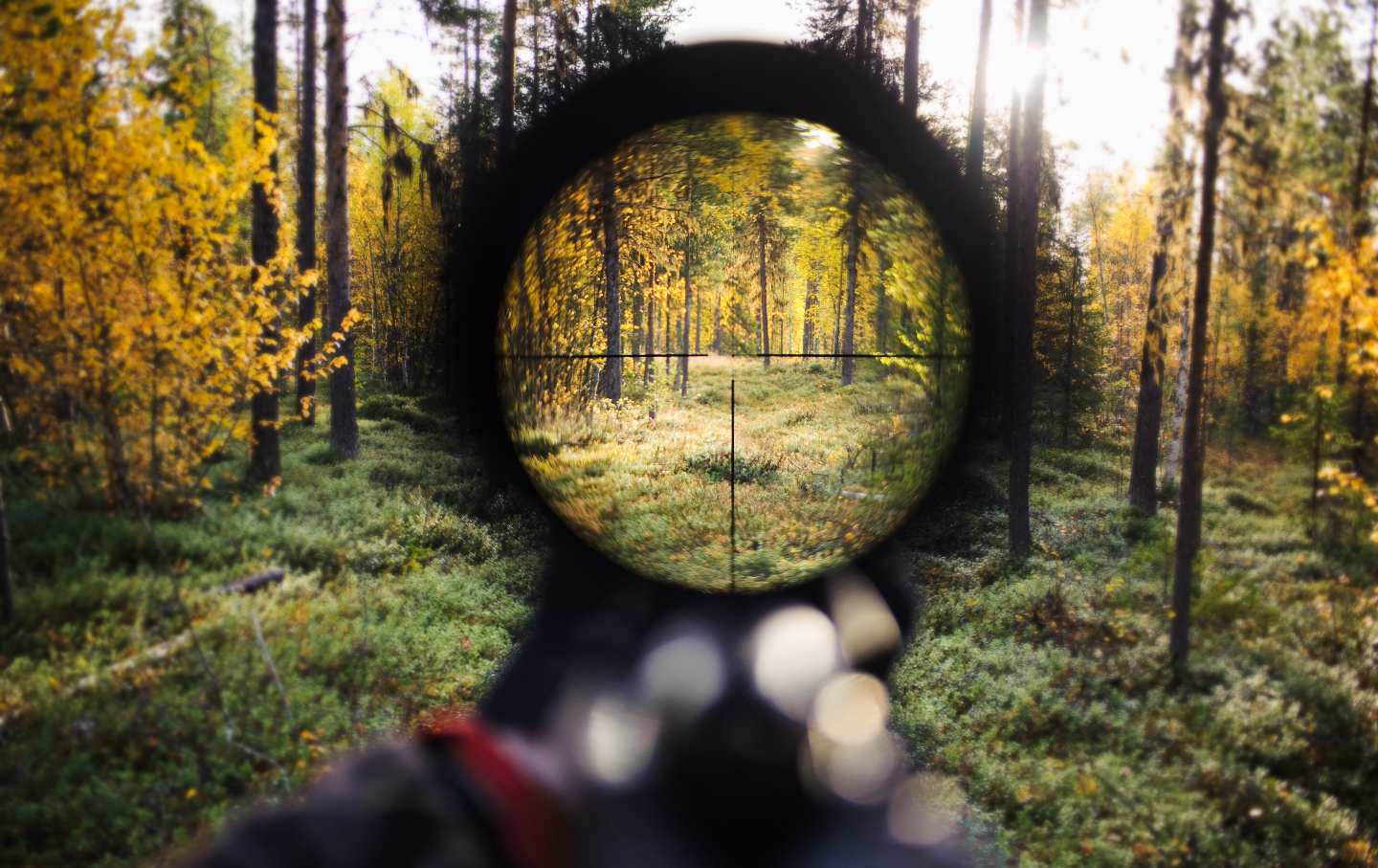 Woods in Scope