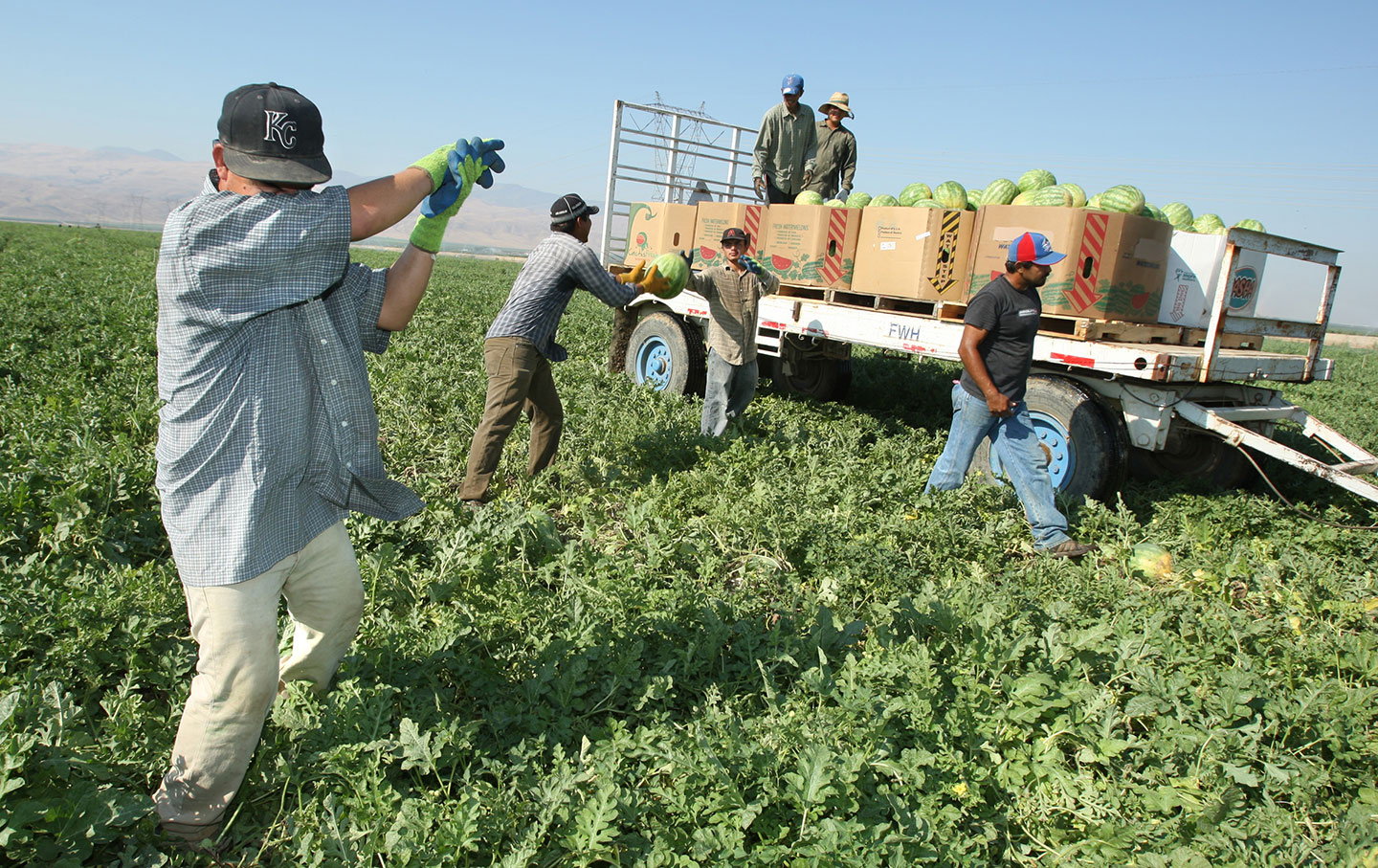 Farmworkers in California