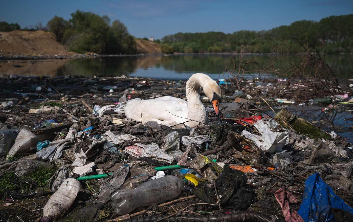 A swan sits in a pile of plastic trash