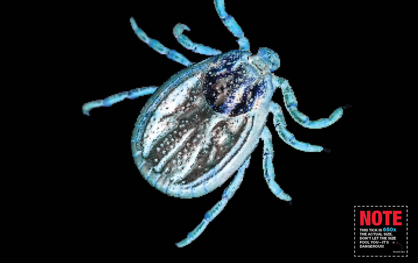 How Lyme Disease Became Unstoppable