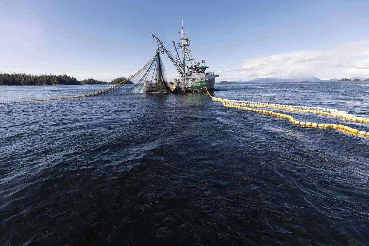 A commercial boat pulls a school of herring from the water using a large net