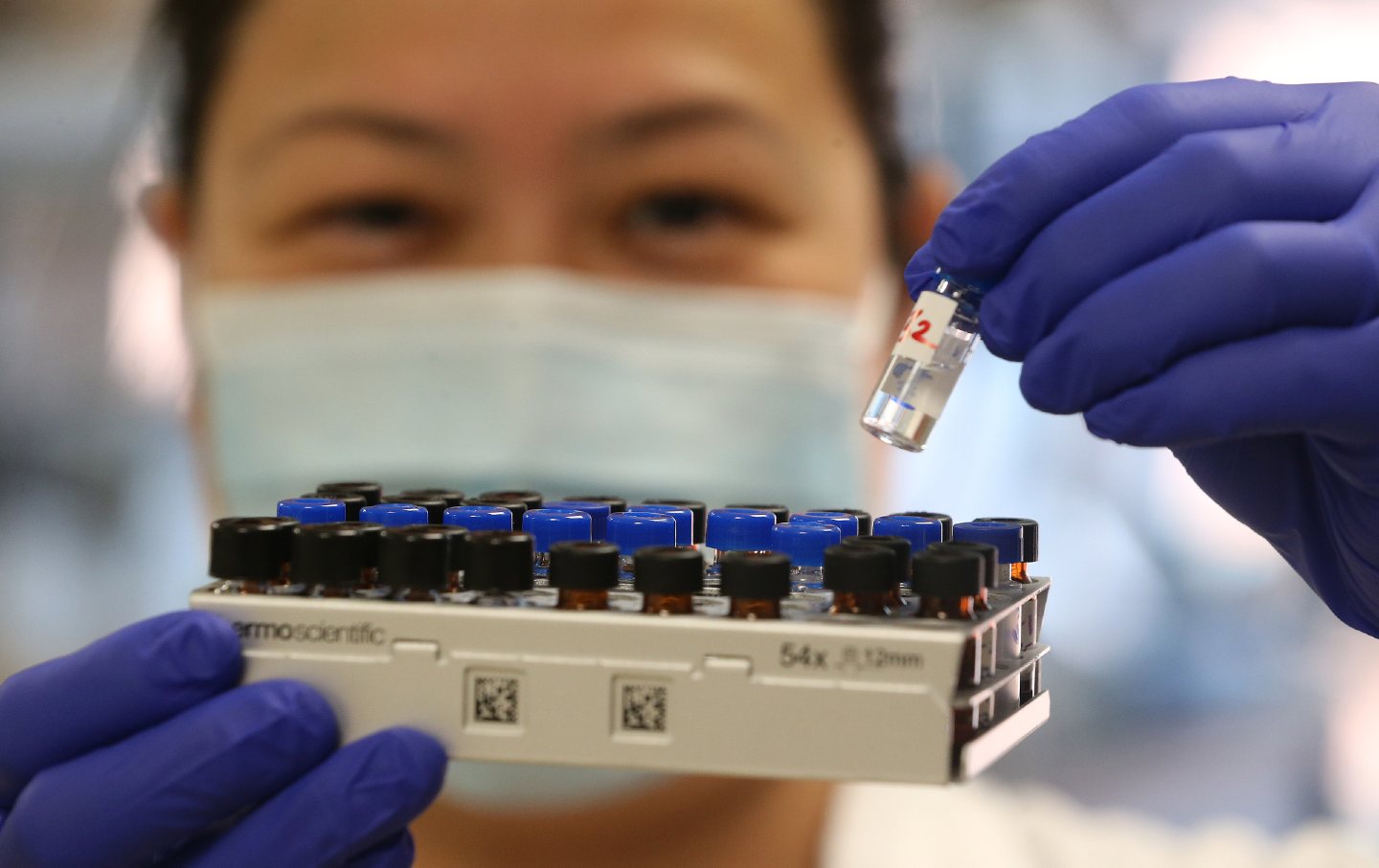 Opioids identified as part of street drug-checking by the Toronto-based Centre on Drug Policy Evaluation research agency. A person with blue-purple gloves holds up a tray of opioid samples.