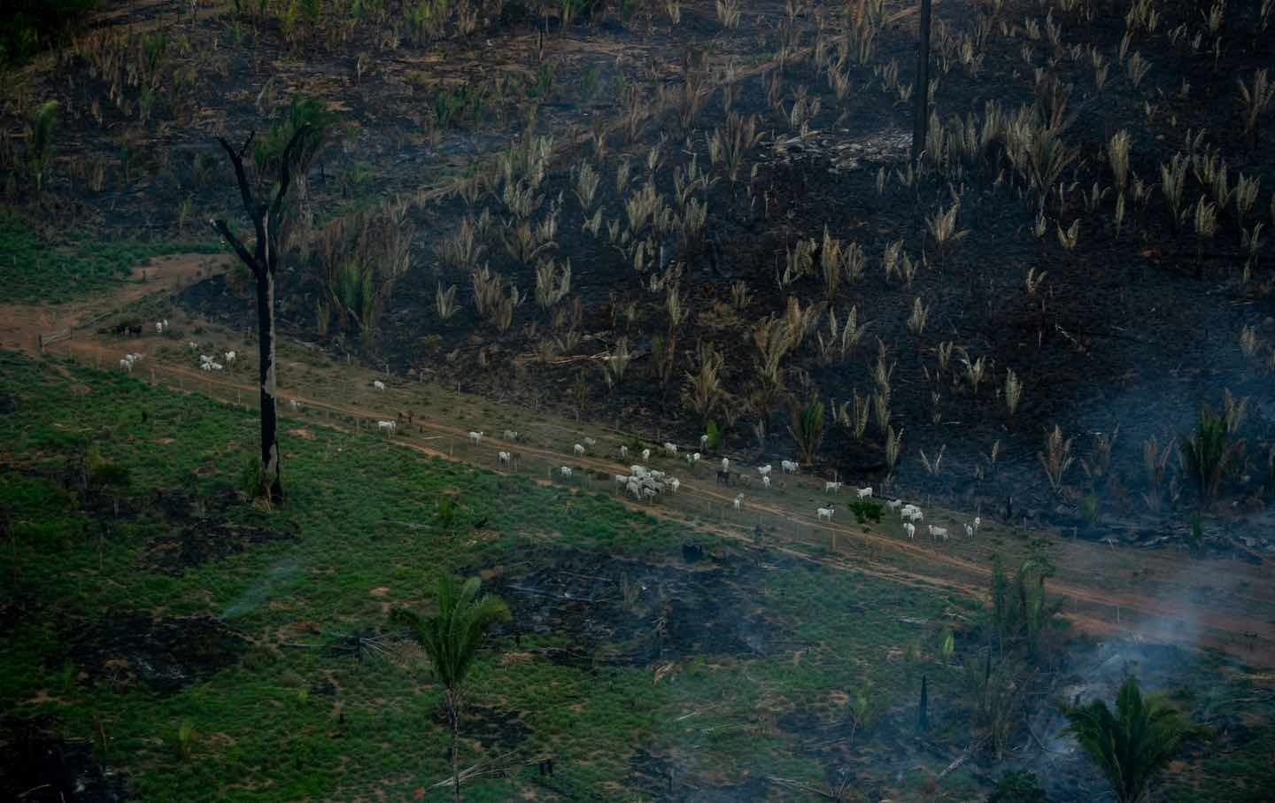 Cattle herd seen at the Amazonia rainforest in Brazil