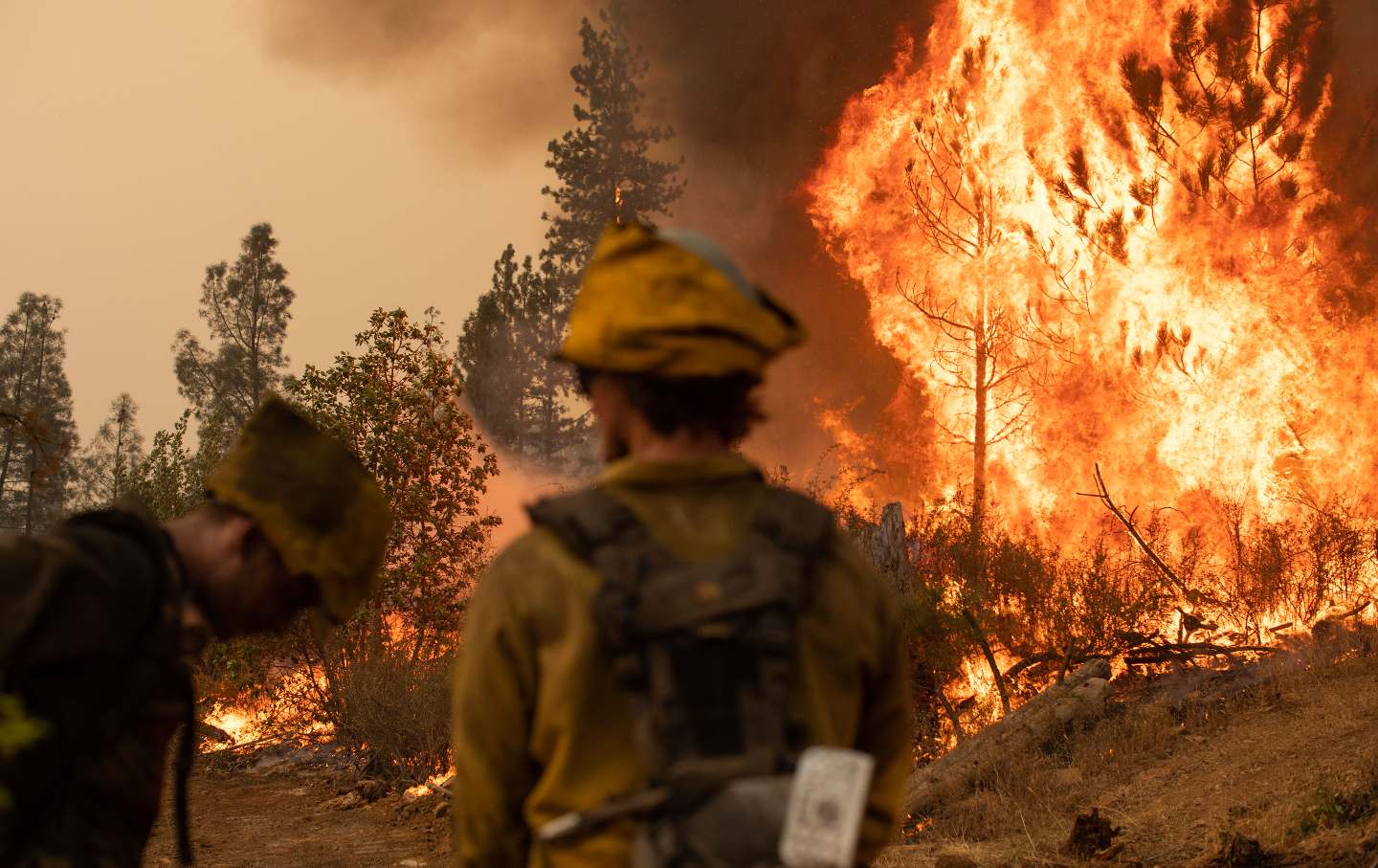 Climate Crisis Forest Fire