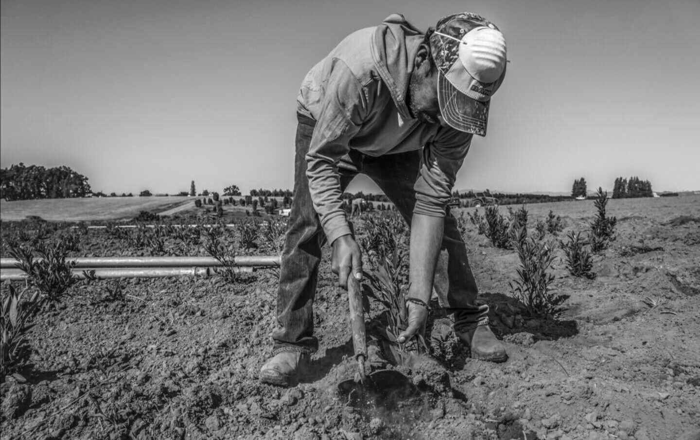 H-2A farmworkers planting ornamental shrubs in an Oregon field