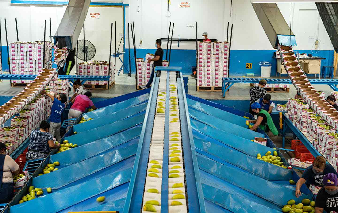 Workers pack mangoes into boxes at a factory in Tapachula