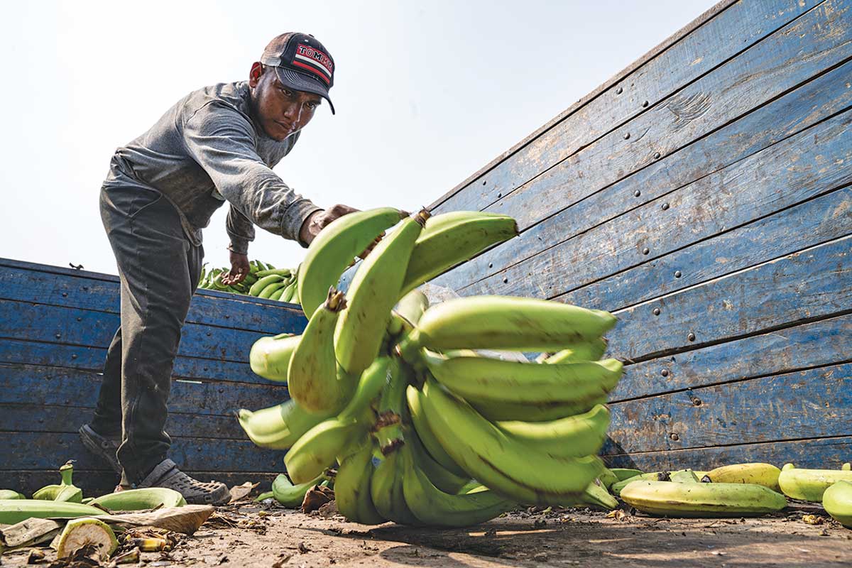 A worker loads plantains