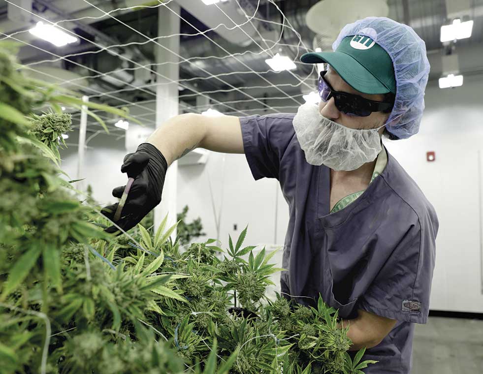 A worker trims weed at Green Thumbs Industries in Holyoke.