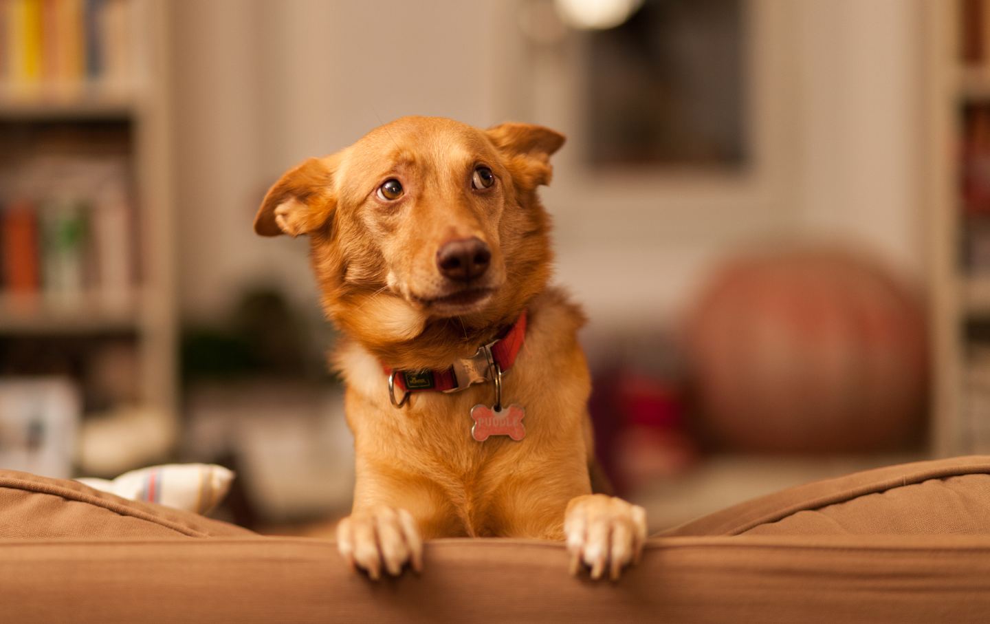 close-up of a frightened dog on a sofa