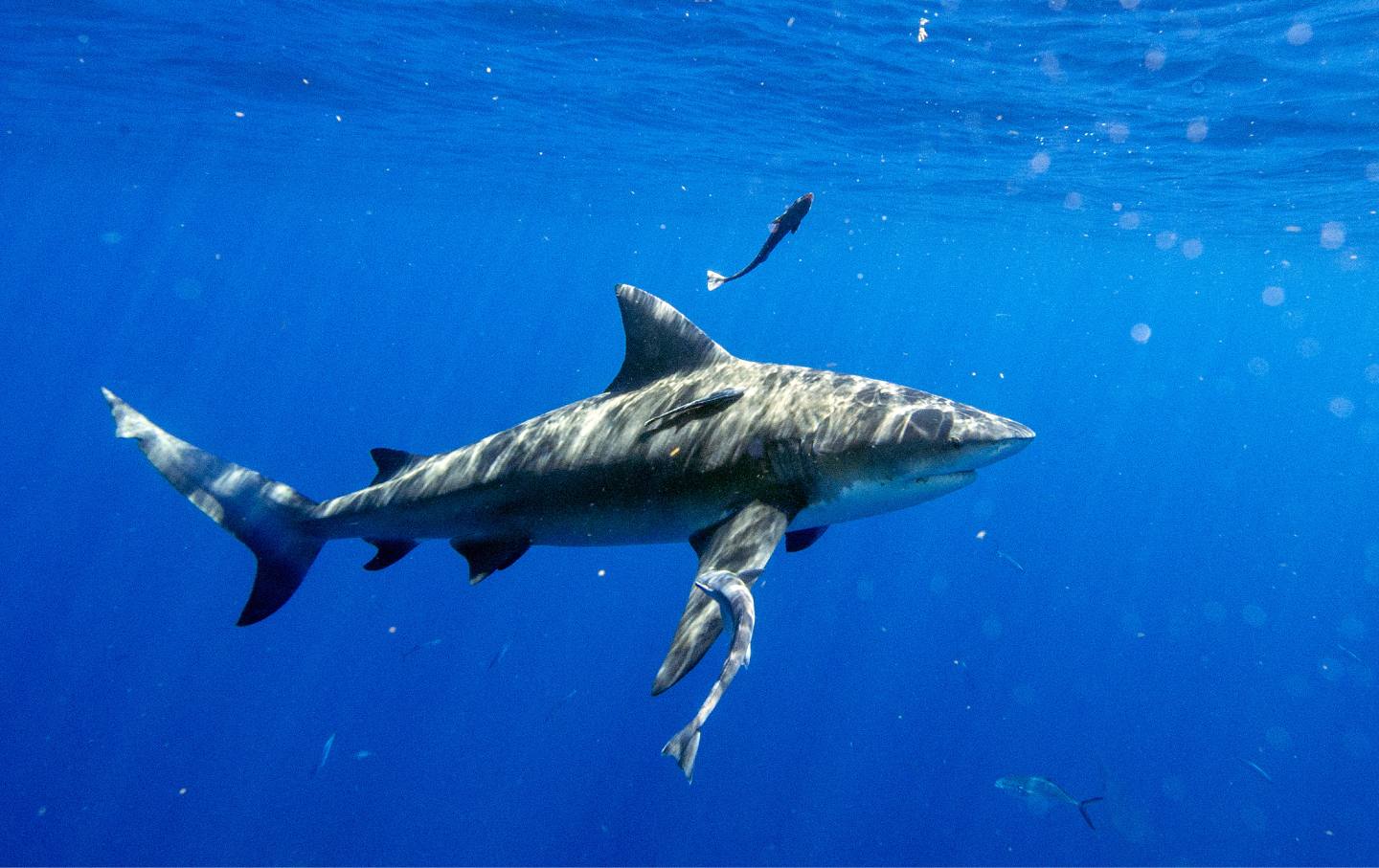 A bull shark cruises through the water during an eco tourism shark dive off of Jupiter, Florida on May 5, 2022.