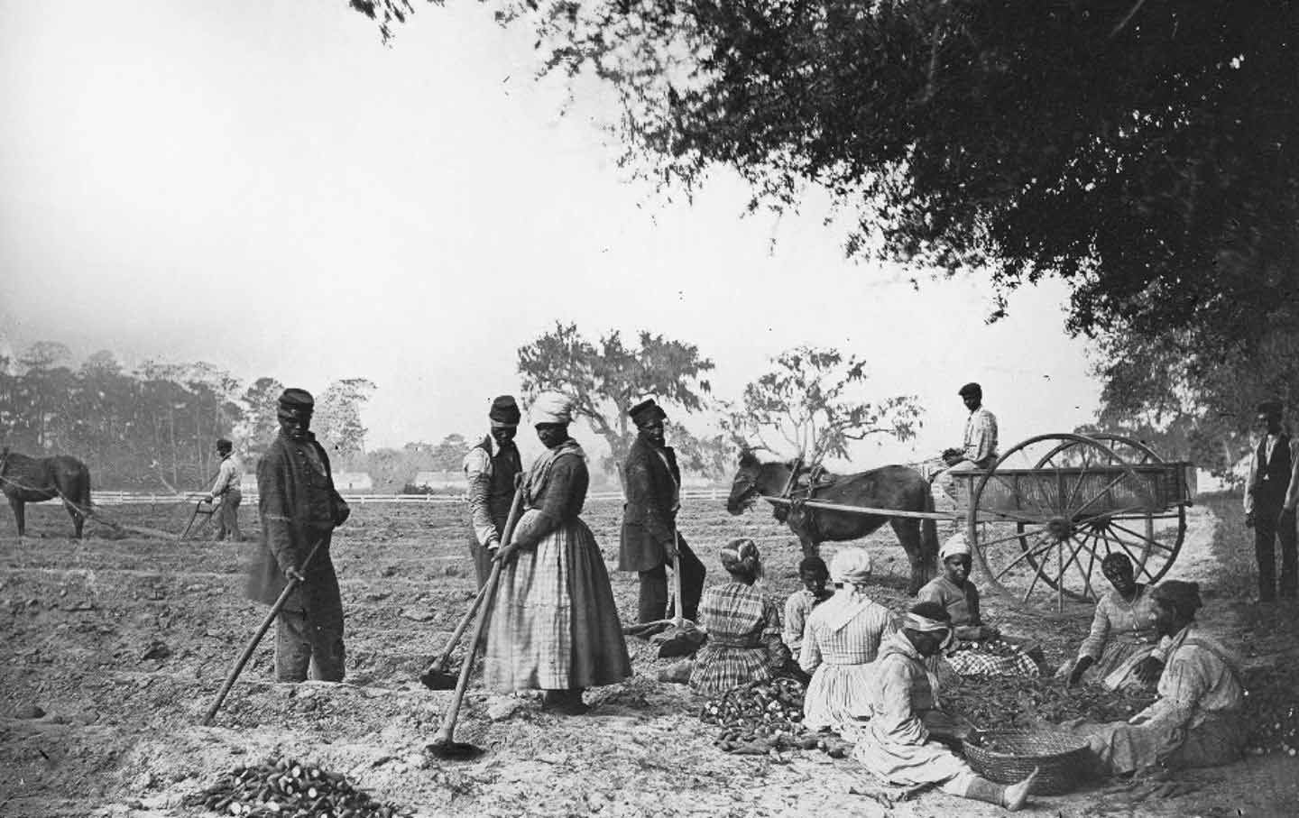 Slaves on a South Carolina plantation planting sweet potatoes, circa 1862.