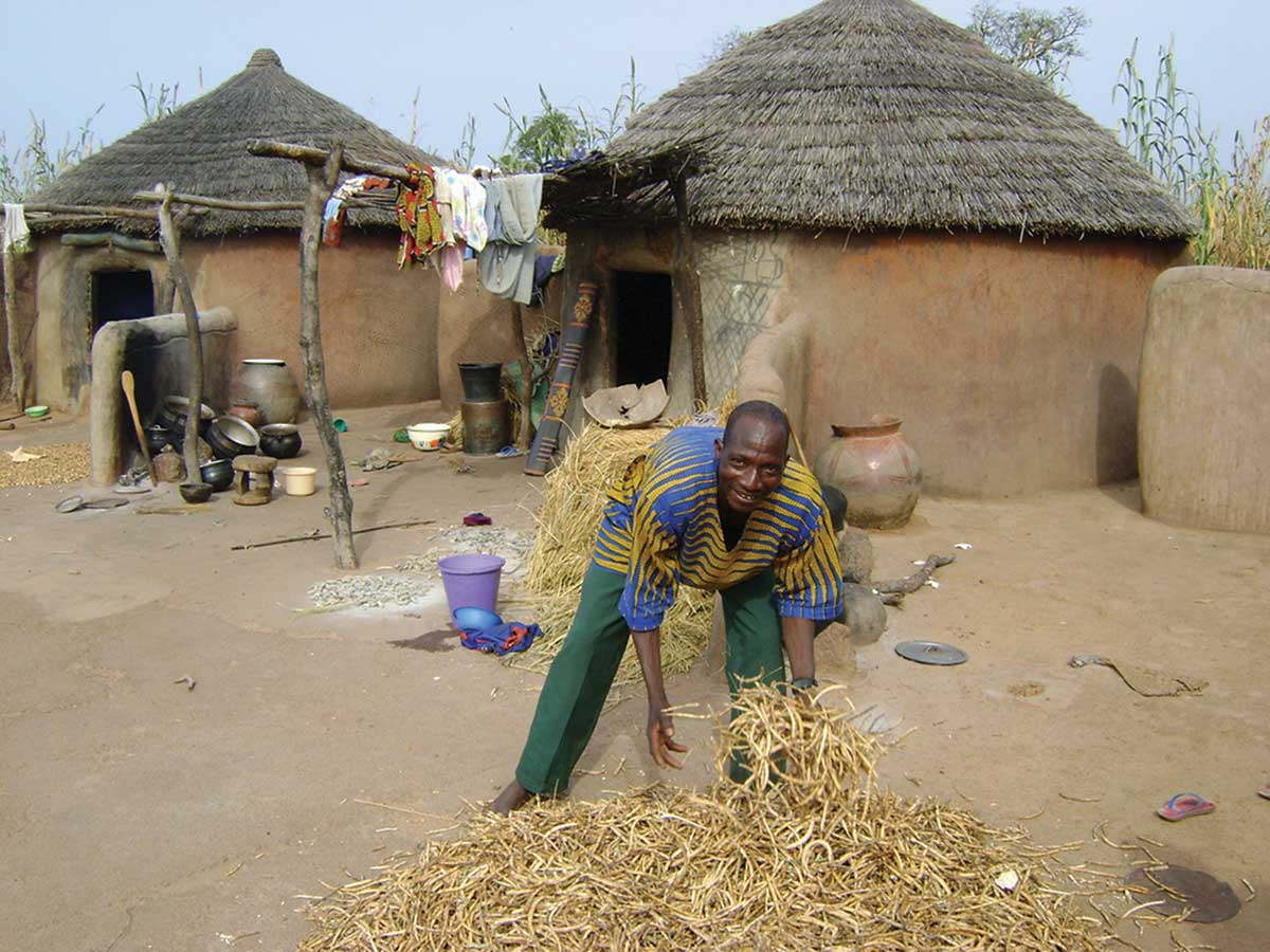 A farmer dries cowpeas in a Ghanan village.
