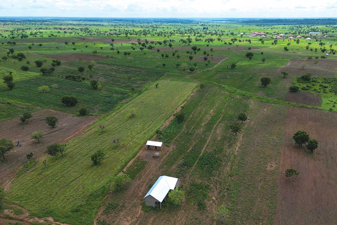 A Ghanan farm grows fonio, a grain touted as a drought-resilient “superfood.”