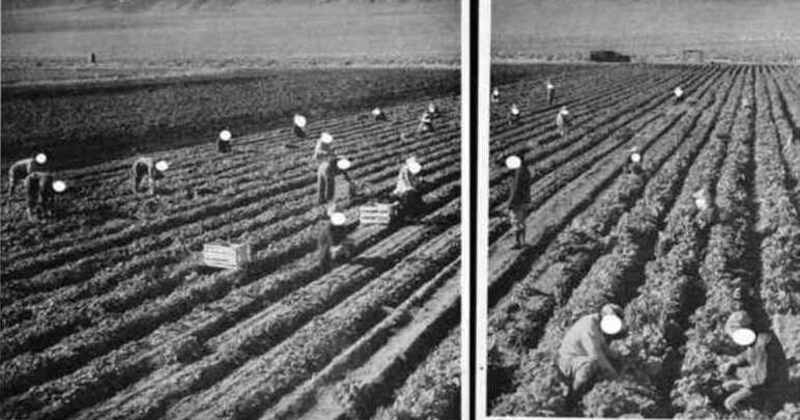 Seeing My Japanese American Heritage Through Ansel Adams's Lens - Vimarsana News