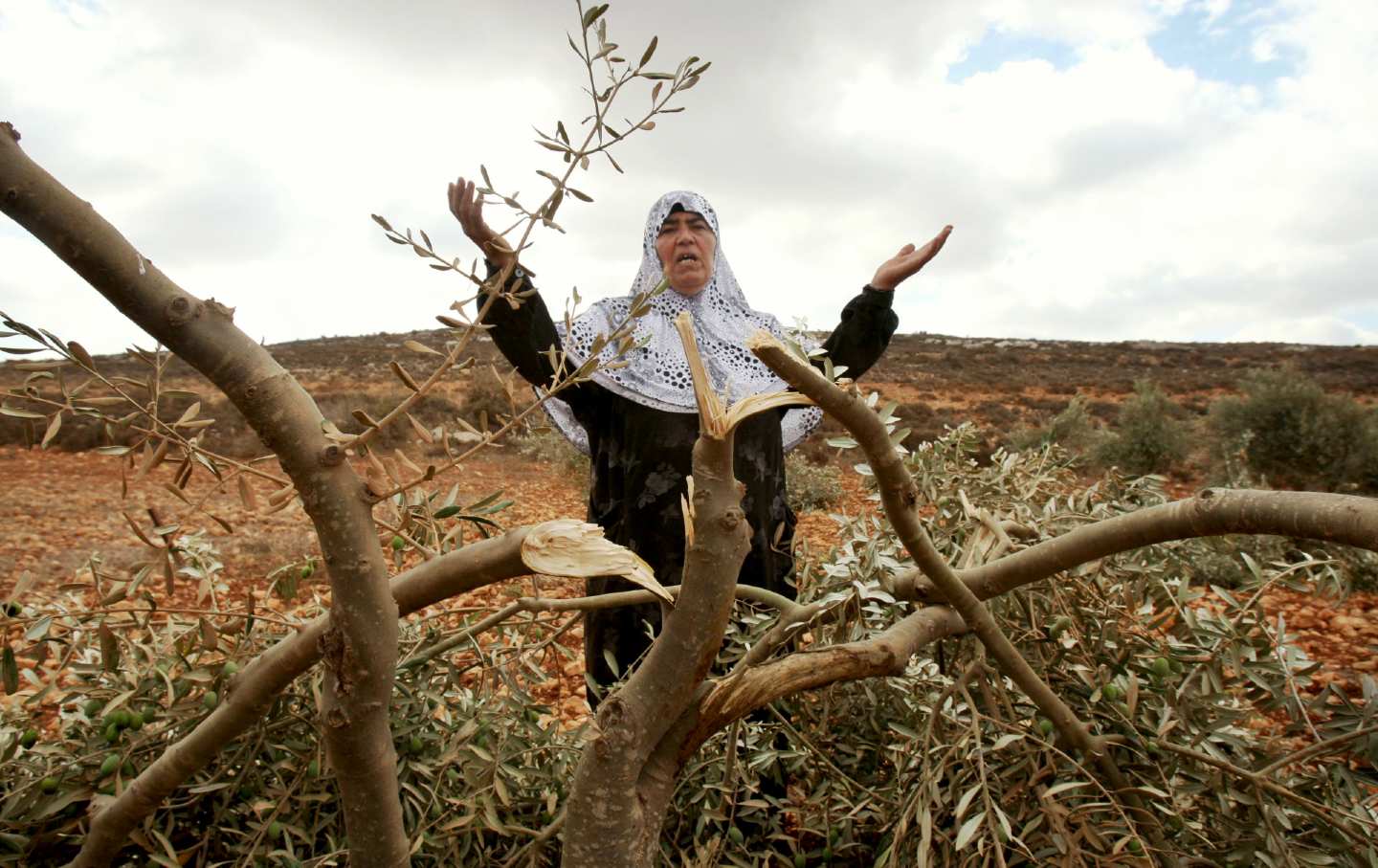 A Palestinian woman gestures next to a damaged olive tree in the village of Qusra in the northern West Bank in October 2011.