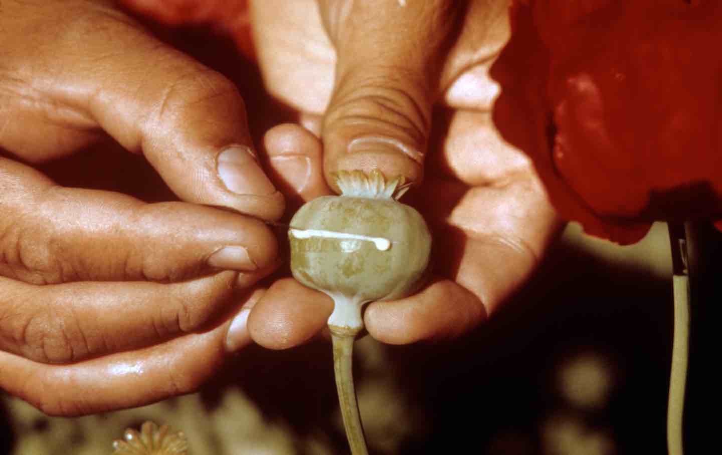 Extracting heroin from poppies on April 10, 1978, in Los Angeles, Calif.