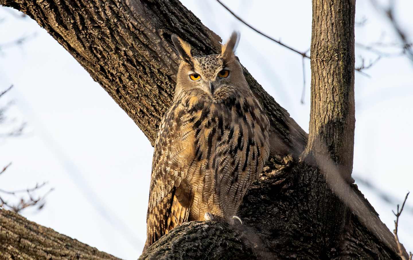 Flaco, a Eurasian eagle-owl that escaped from the Central Park Zoo, on February 15, 2023.