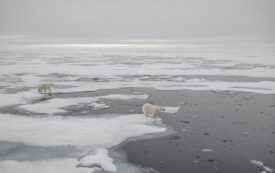 Keep Calm and Carry on with the Anthropocene