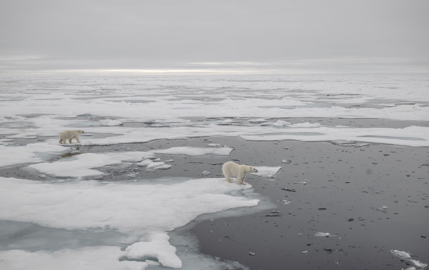 A view of the glaciers as polar bears, one of the species most affected by climate change, walk in Svalbard and Jan Mayen, on July 15, 2023.