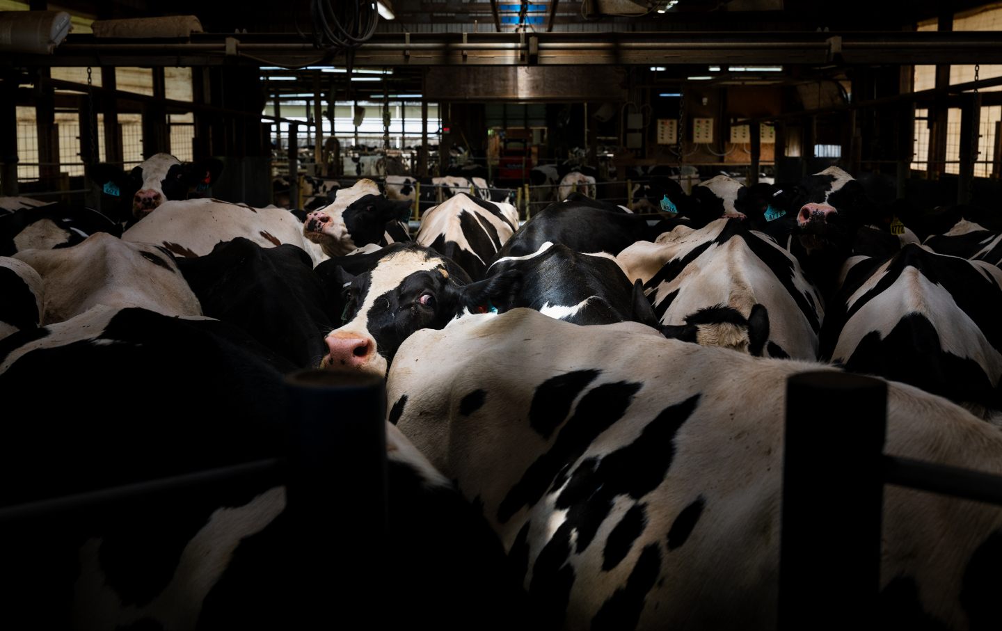 Cows queuing for milking at United Dreams Dairy, in North Freedom, Wisconsin, on May 8, 2024.
