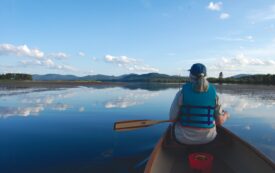 How to Save a Forest