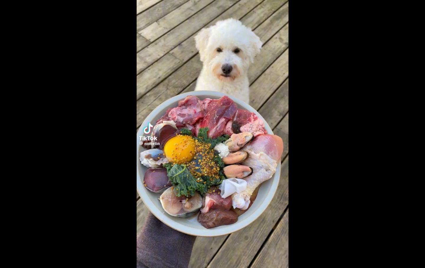 Dog parent on TikTok feeding raw foods.