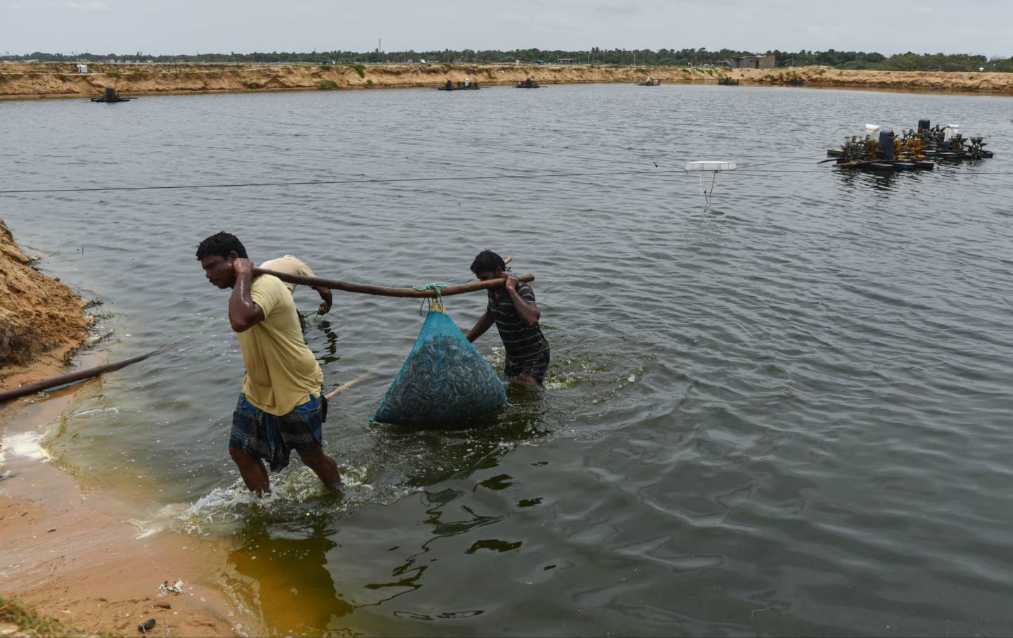 Workers carry sacks of shrimp to load into trucks at a shrimp farm in Nellore district, Andhra Pradesh, India, on August 28, 2025. India's shrimp export industry faces significant challenges following a recent increase in United States tariffs.