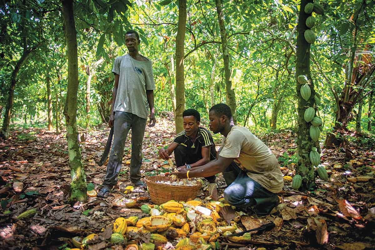 Cocoa farmers open harvested cocoa pods to remove the beans in a farm in Asikasu in 2020.