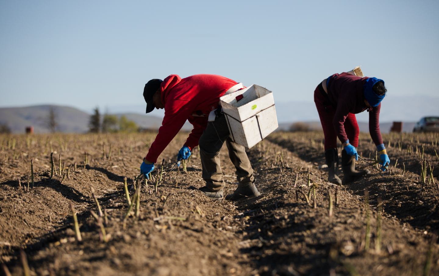Workers harvest asparagus at Yakama Nation Farms in Harrah, Washington, on Tuesday, April 22, 2025.