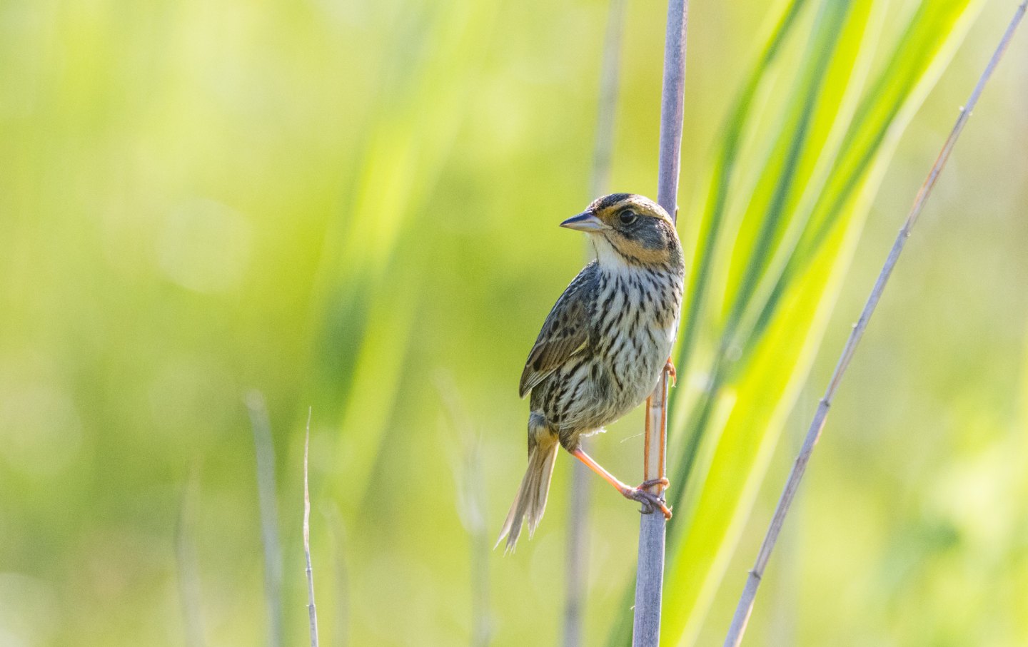 The Saltmarsh Sparrow.