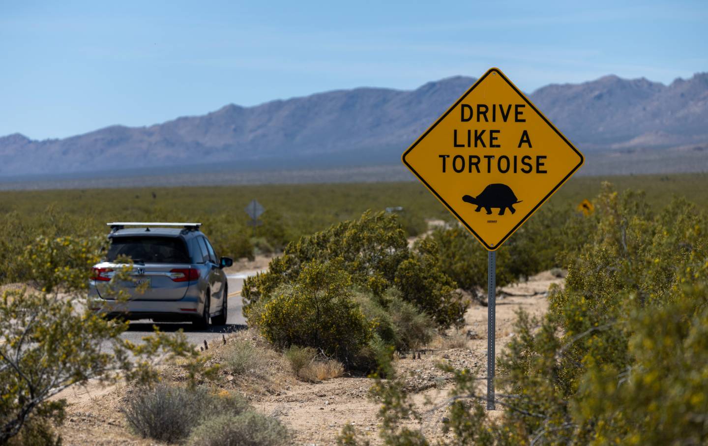 In an attempt by the National Park Service to protect endangered desert tortoises, signs advise drivers to “drive like a tortoise” in the Mojave National Preserve in California. Between 2001 and 2020, the number of Mojave desert tortoises fell by 54 percent.